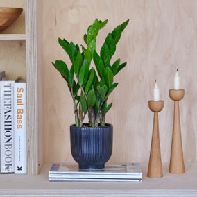 ZZ House Plant in Ribbed Pot
